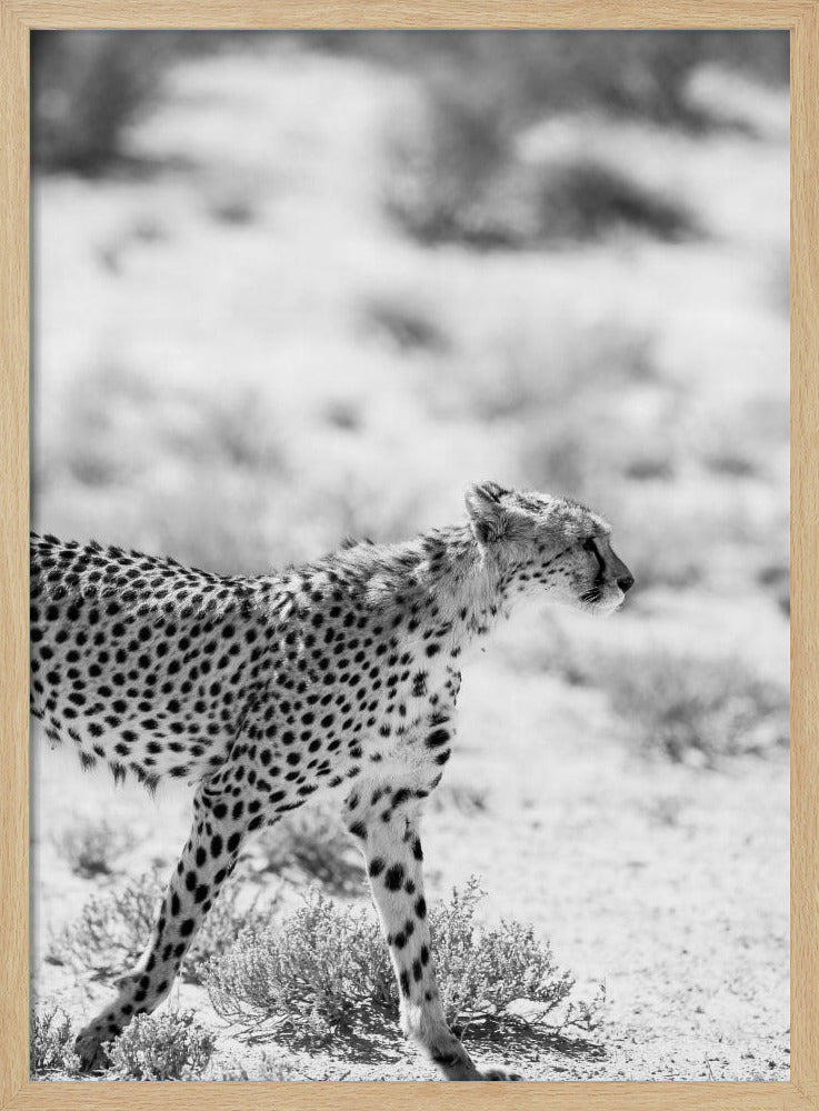 Cheetah's Grace | Poster