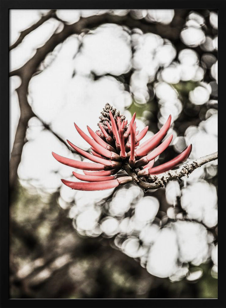 Crimson Blossom | Poster