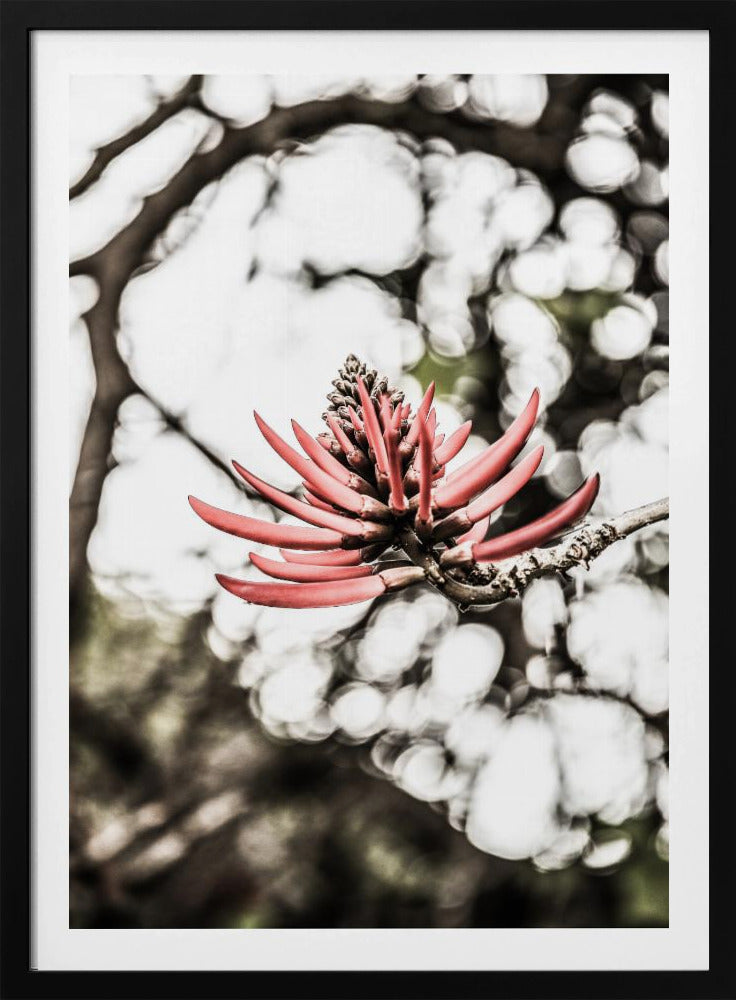 Crimson Blossom | Poster