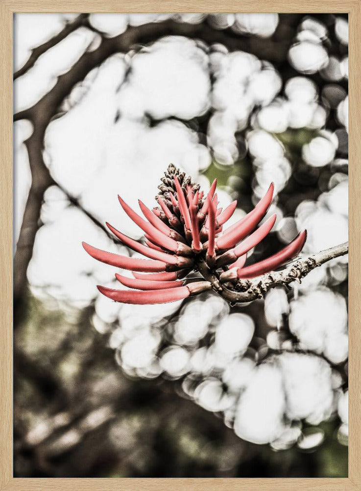 Crimson Blossom | Poster