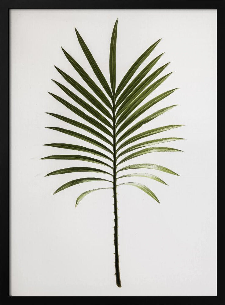 Verdant Frond | Poster
