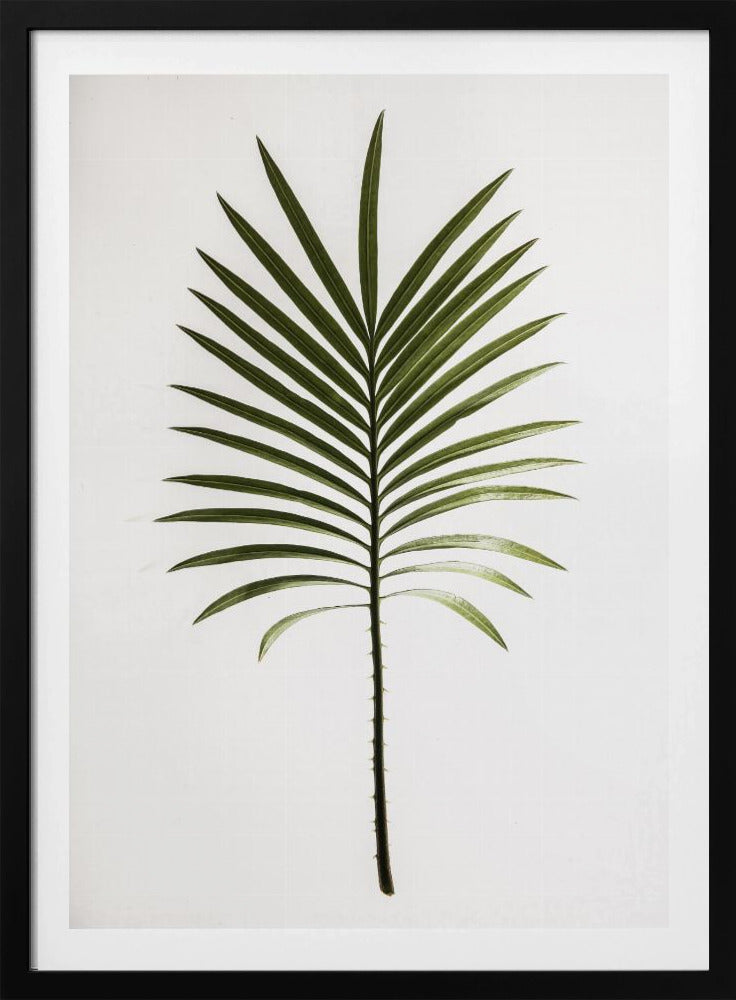 Verdant Frond | Poster