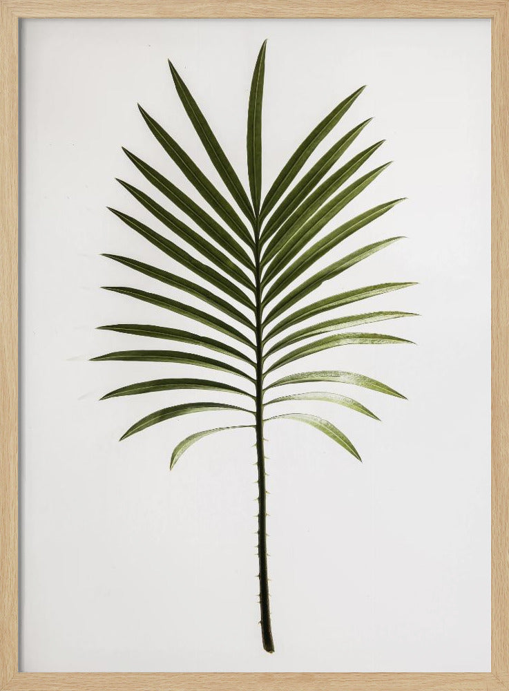 Verdant Frond | Poster