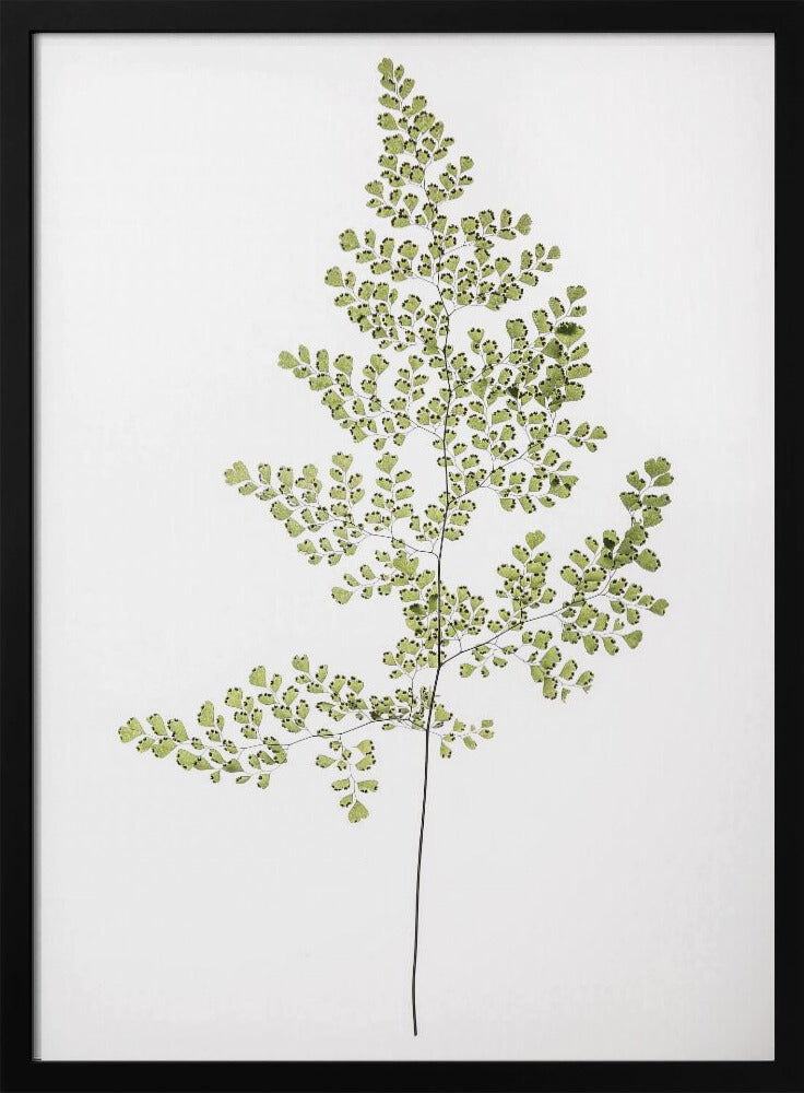 Fern Elegance | Poster