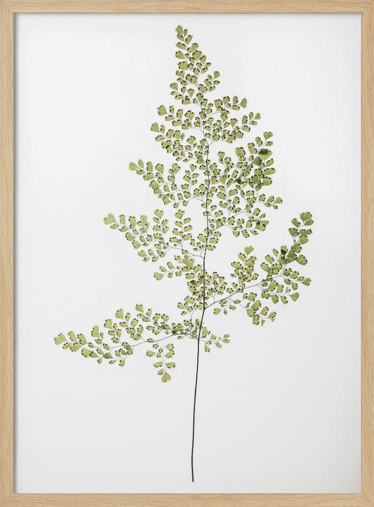 Fern Elegance | Poster