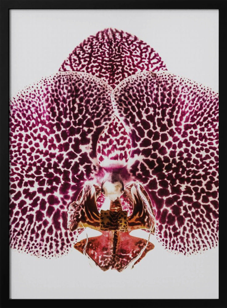 Petal Symmetry Burst | Poster