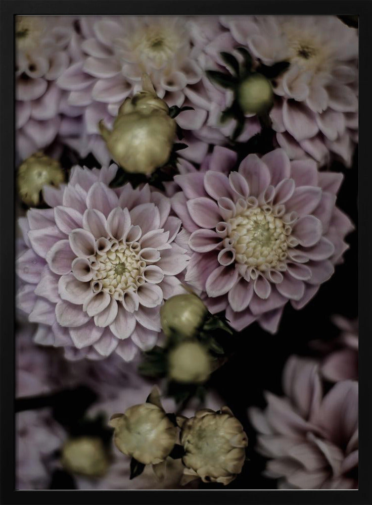 Petals in Bloom | Poster