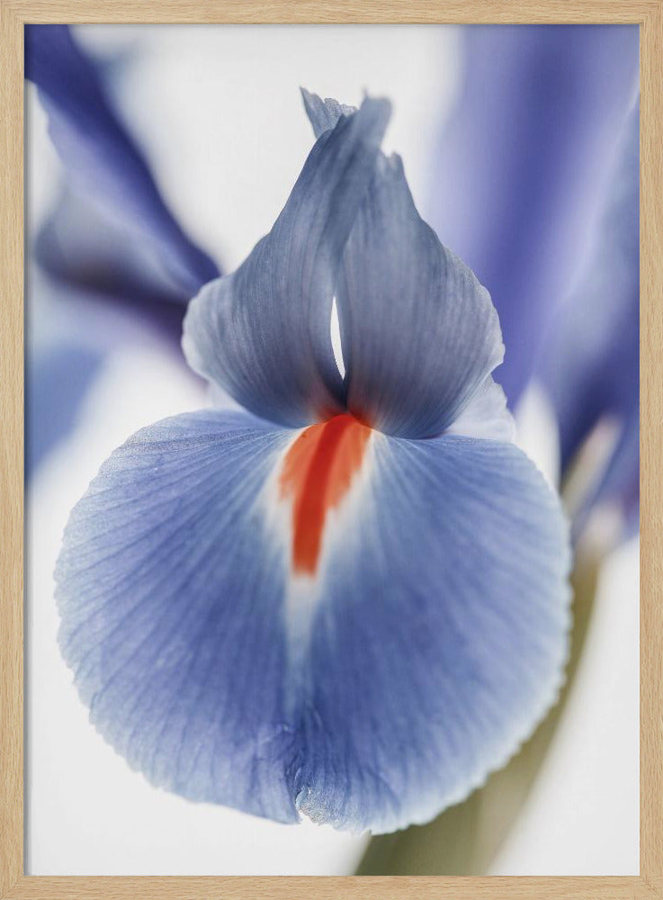 Blossom Whisper | Poster