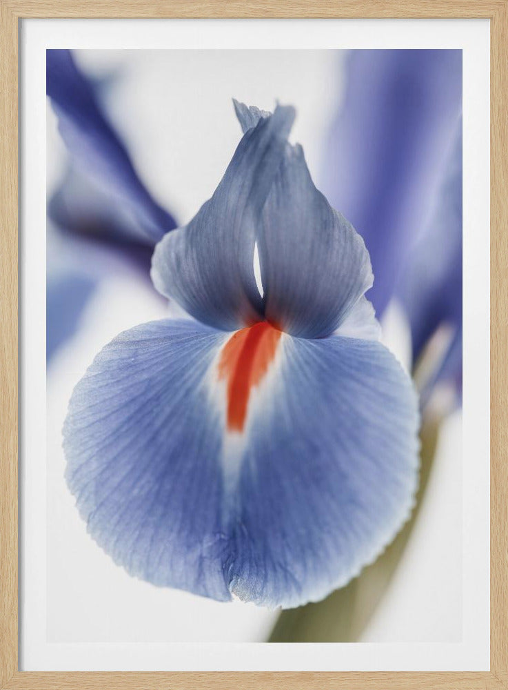 Blossom Whisper | Poster