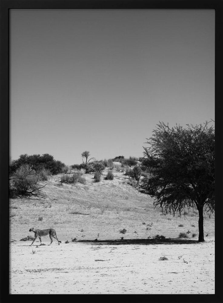 Cheetah's Solitude | Poster