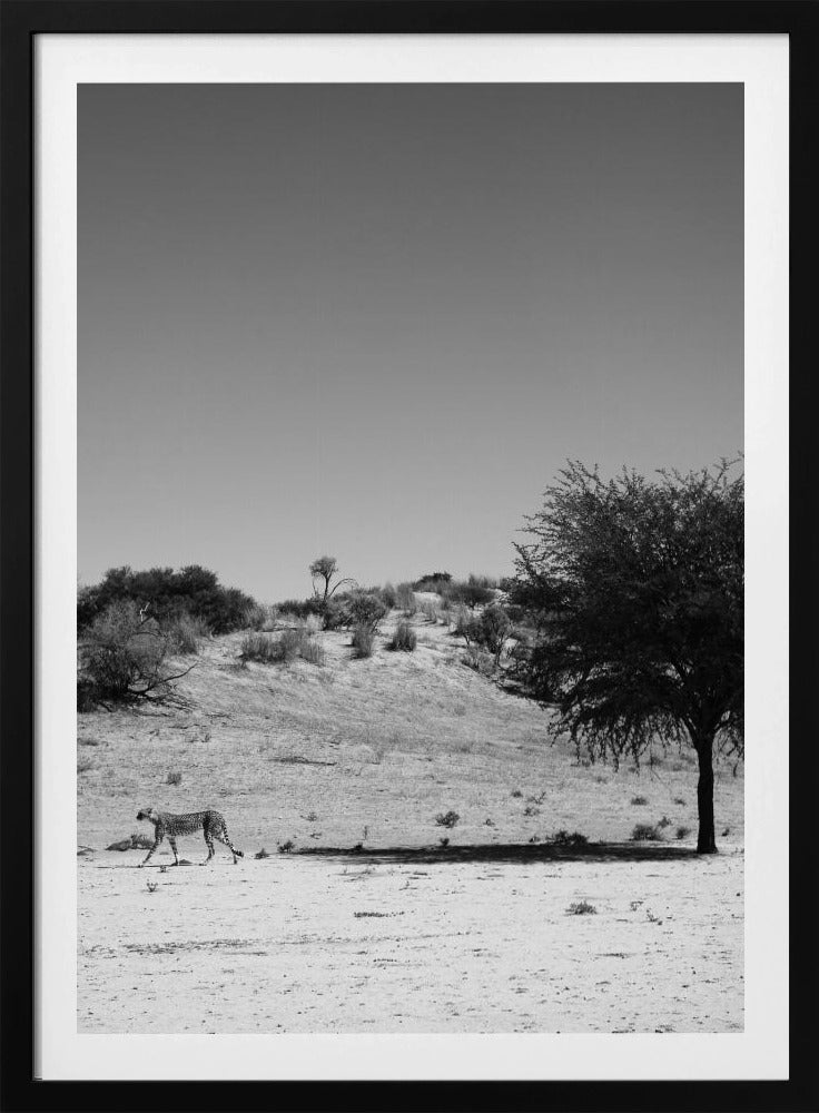 Cheetah's Solitude | Poster
