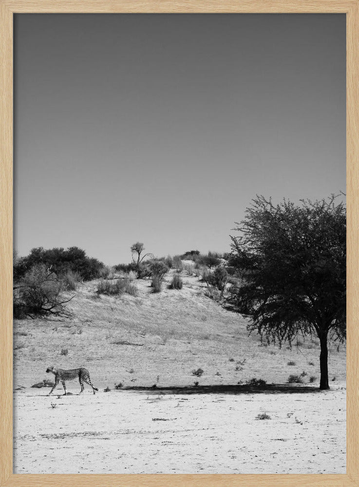 Cheetah's Solitude | Poster