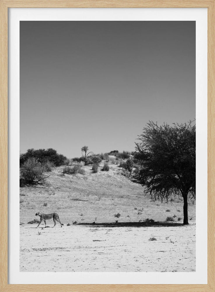 Cheetah's Solitude | Poster