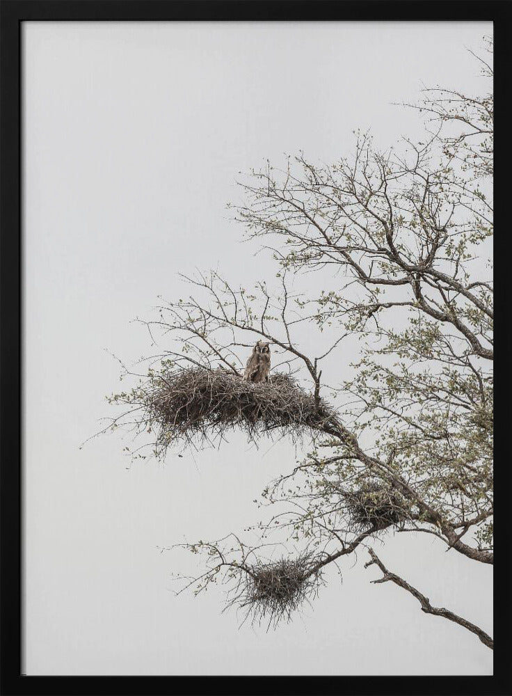 Owl's Perch | Poster