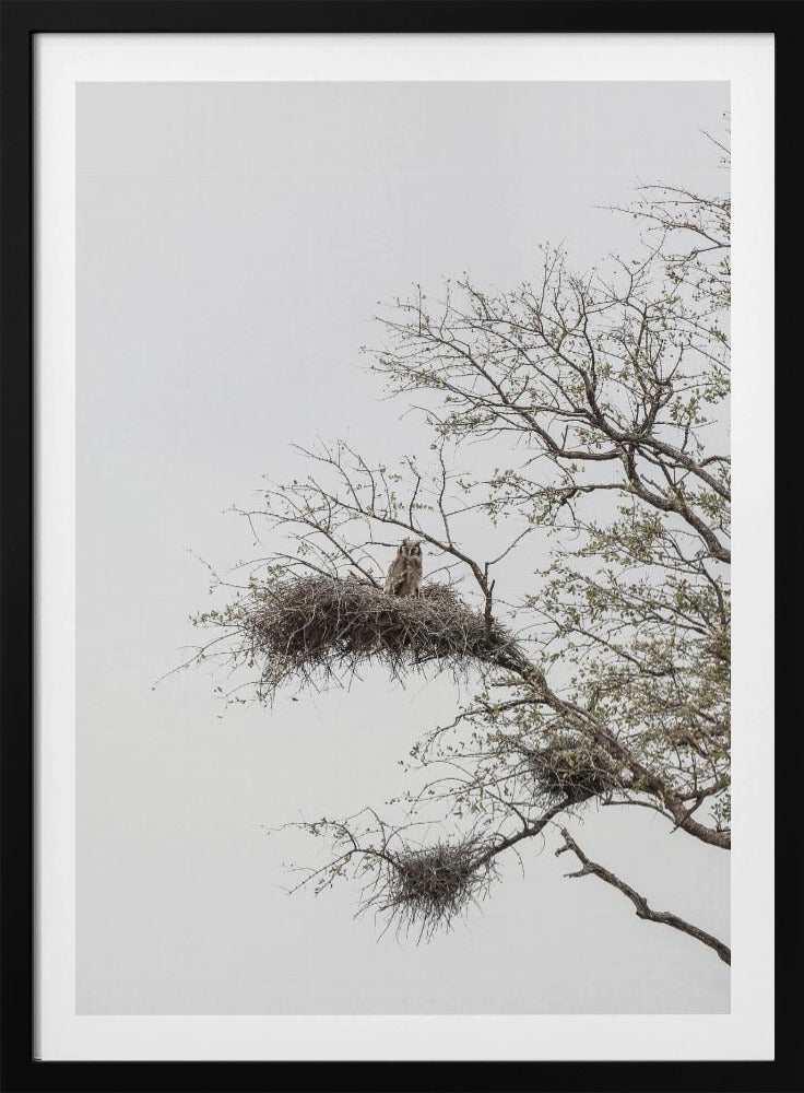 Owl's Perch | Poster