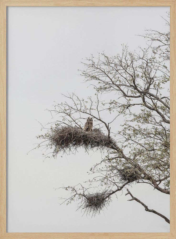 Owl's Perch | Poster
