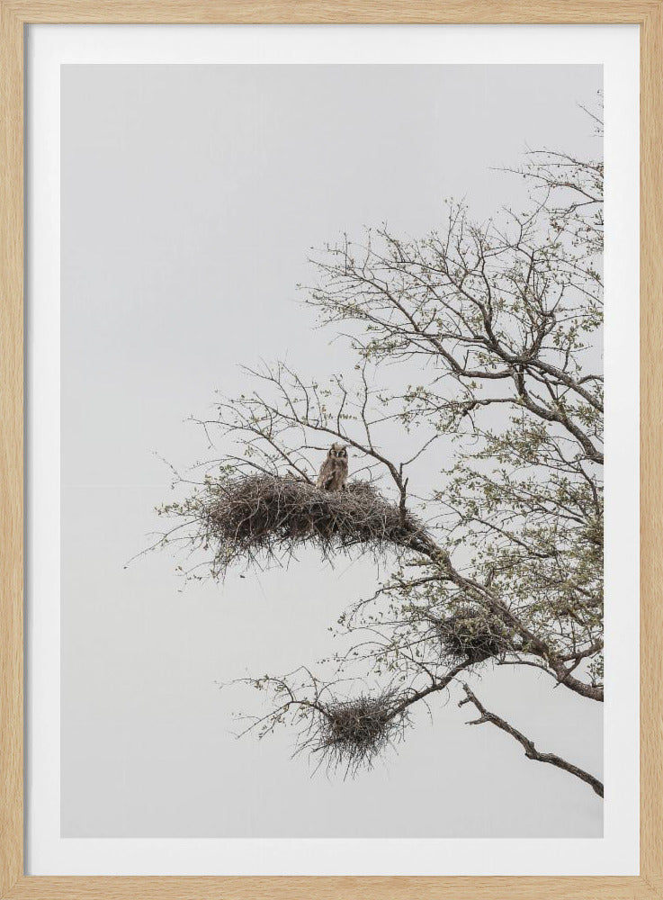 Owl's Perch | Poster