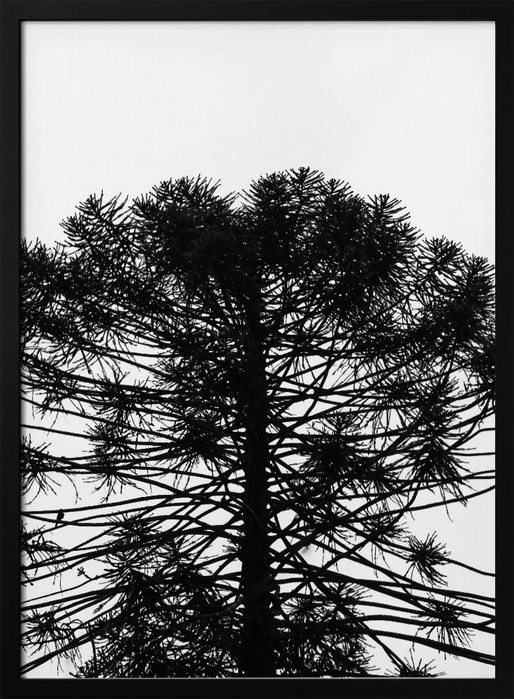 Silhouetted Symmetry | Poster