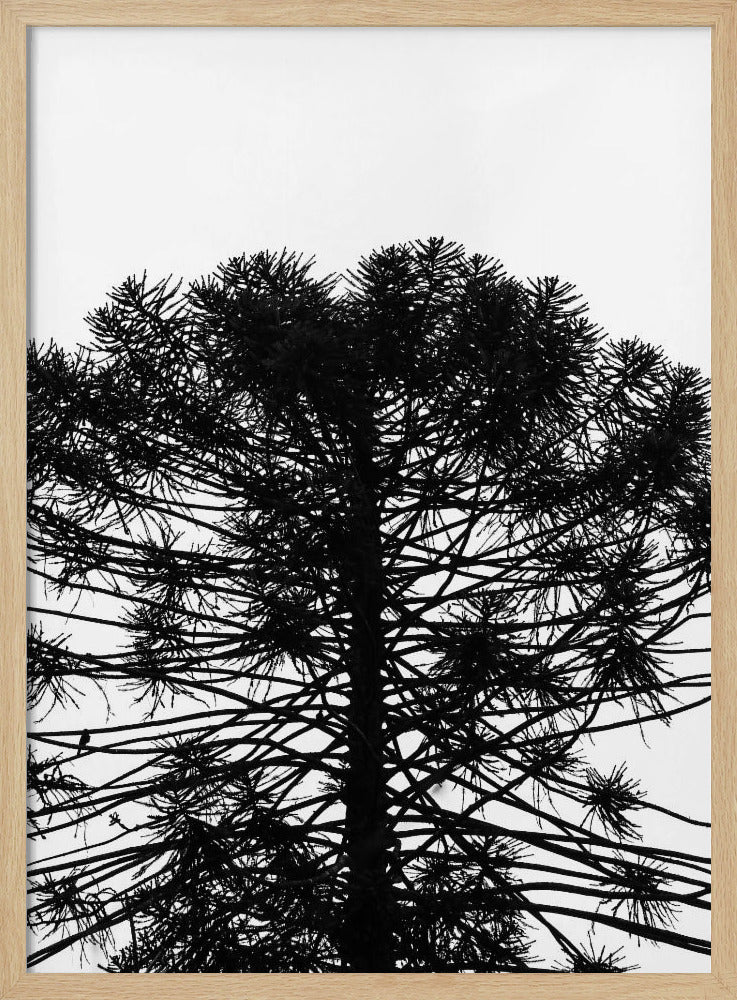Silhouetted Symmetry | Poster