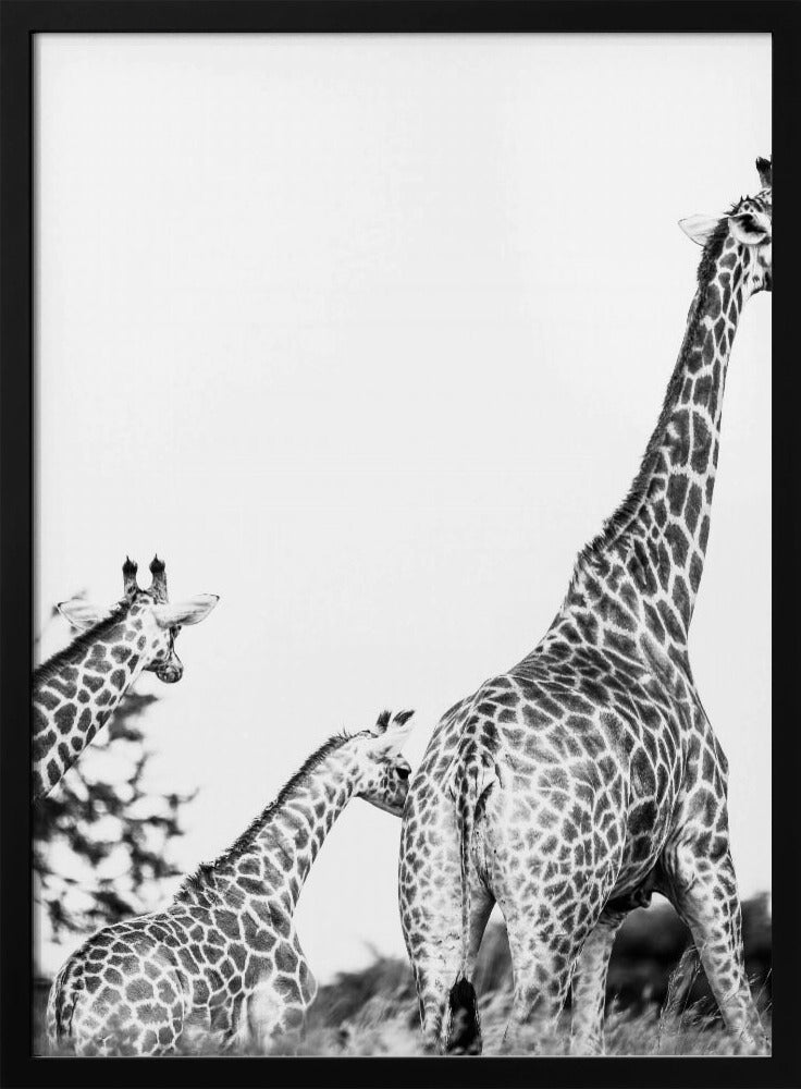 Giraffe Family Stroll | Poster