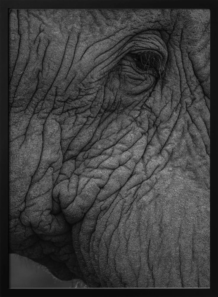 Elephant's Wisdom | Poster