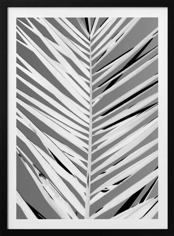 Monochrome Fronds | Poster