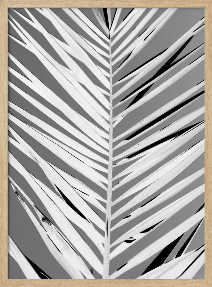 Monochrome Fronds | Poster