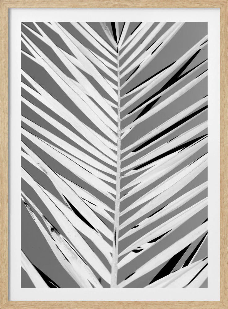 Monochrome Fronds | Poster