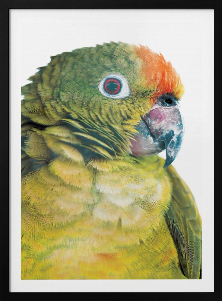 Vibrant Parrot Glance | Poster