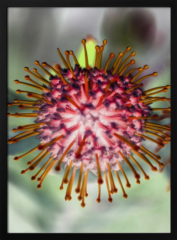 Blooming Radiance | Poster