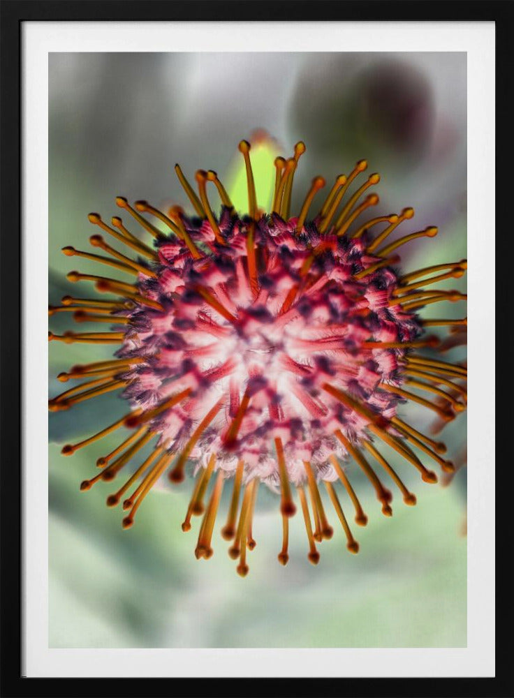 Blooming Radiance | Poster