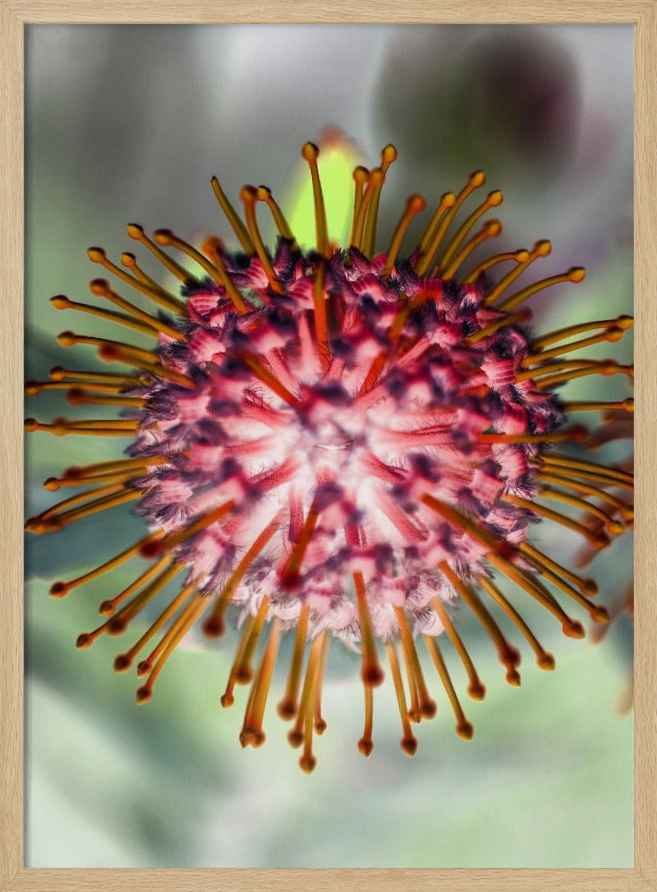 Blooming Radiance | Poster