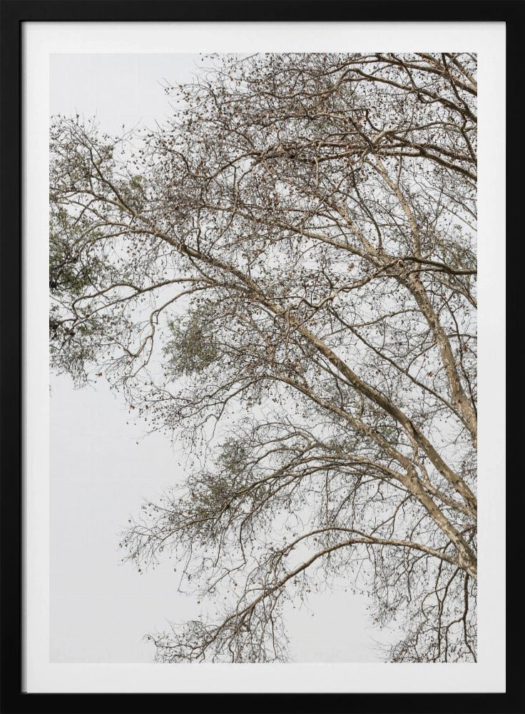 Winter's Whispering Branches | Poster