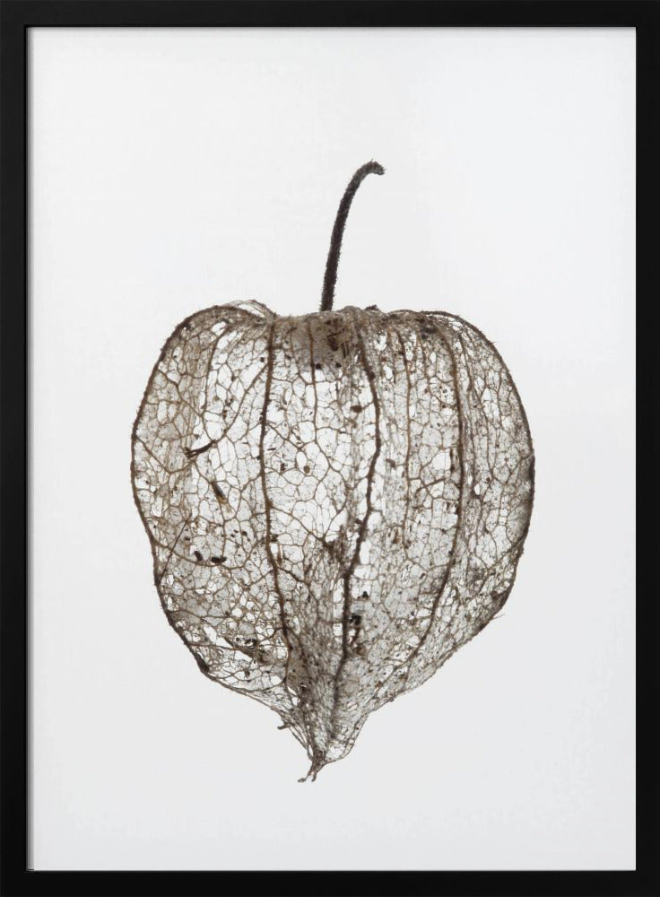 Fragile Nature's Veil | Poster