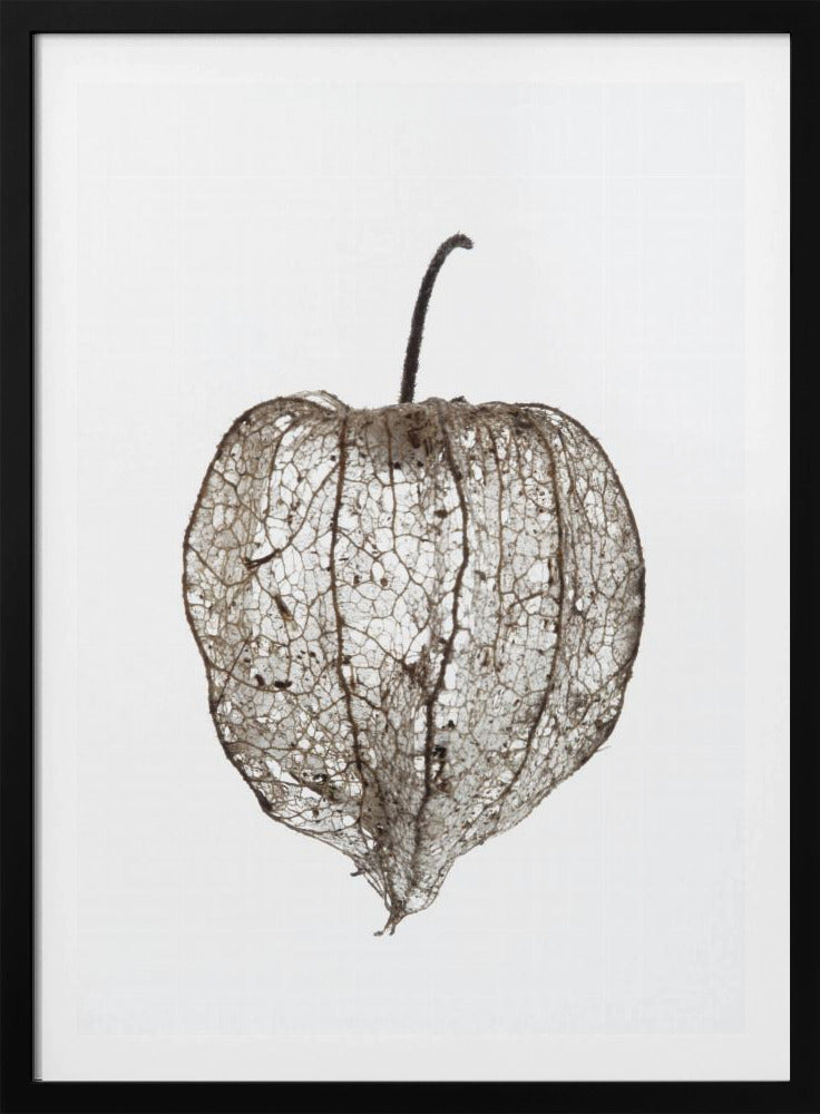 Fragile Nature's Veil | Poster