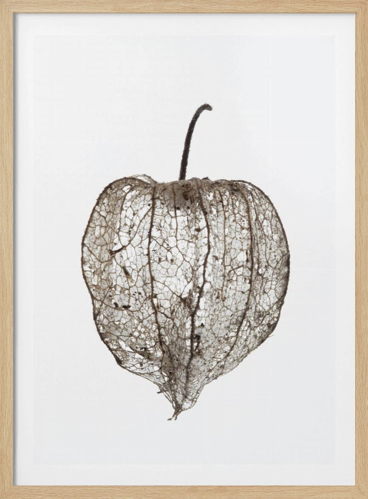 Fragile Nature's Veil | Poster