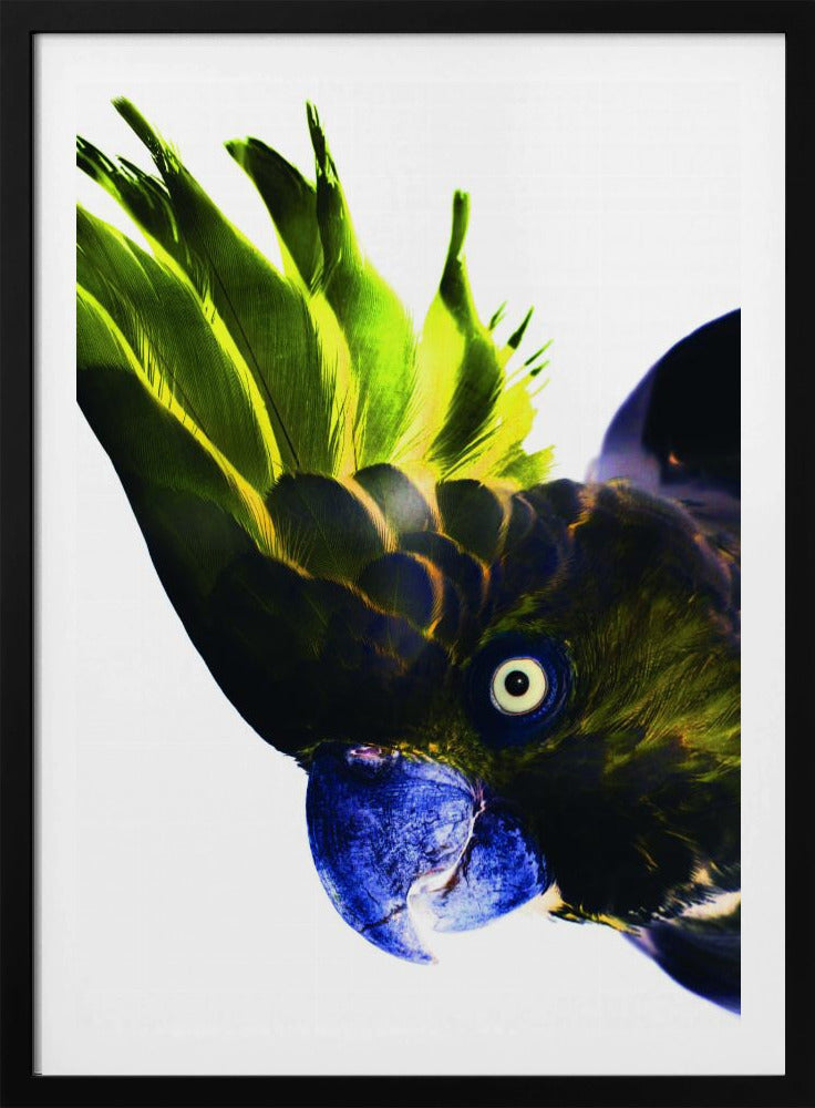 Vivid Bird Glance | Poster