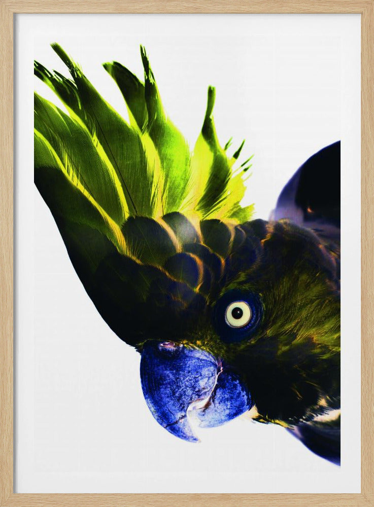 Vivid Bird Glance | Poster