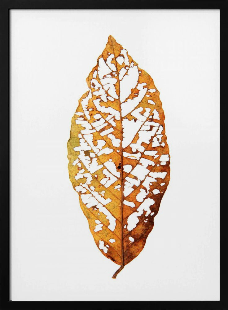 Leaf Skeleton Essence | Poster