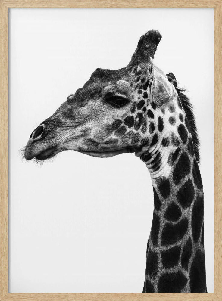 Intricate Patterns Of A Giraffe's Skin | Poster
