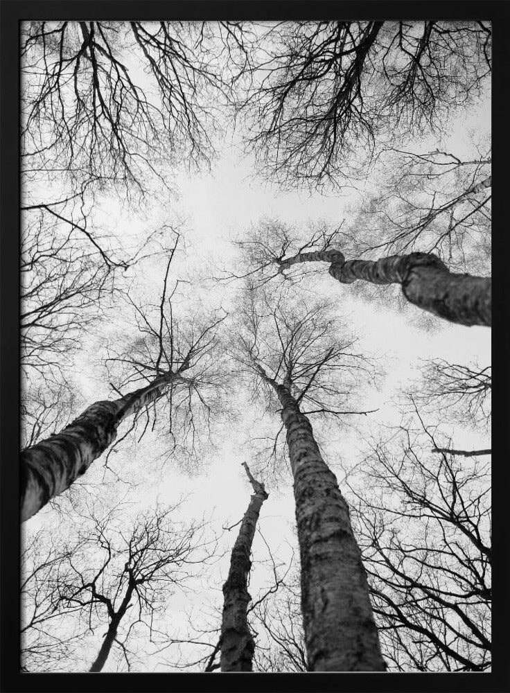 Reaching Branches | Poster