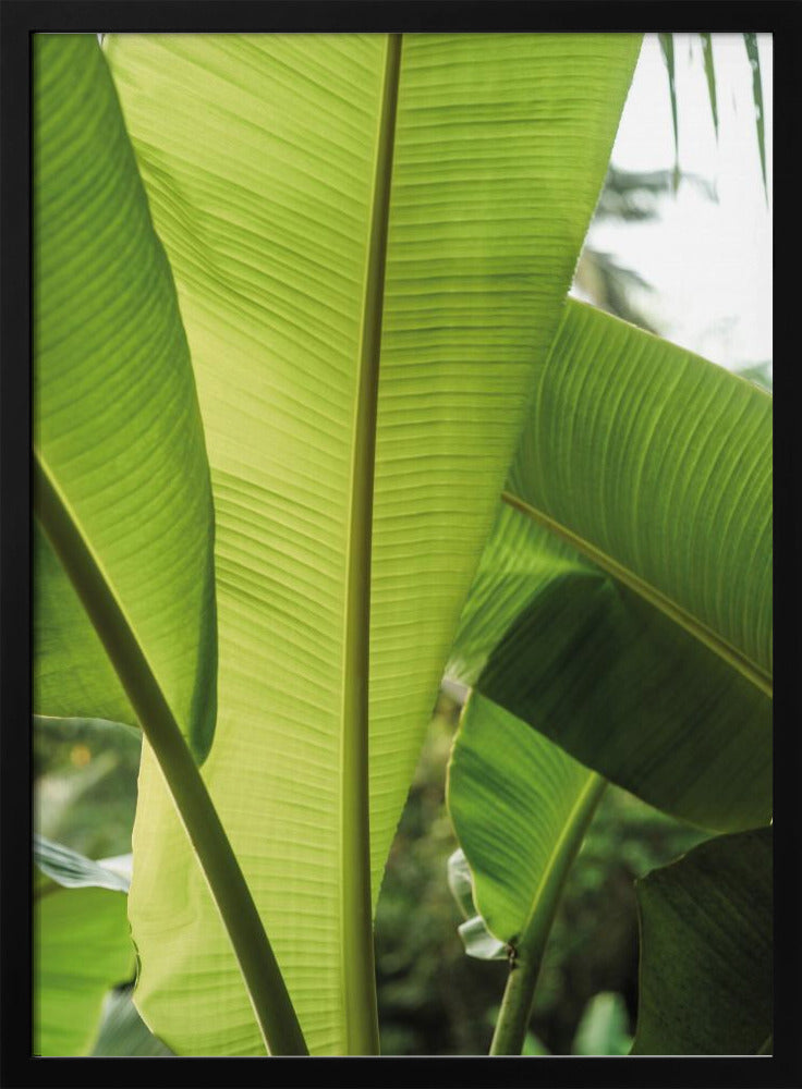 Tropical Banana Leaves | Poster
