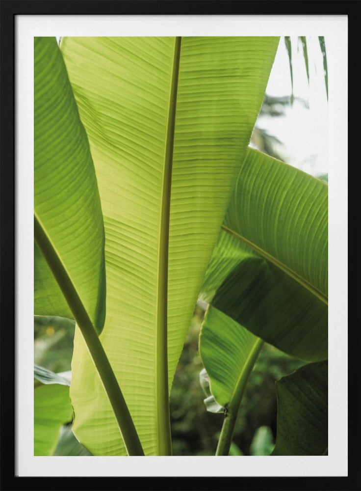 Tropical Banana Leaves | Poster