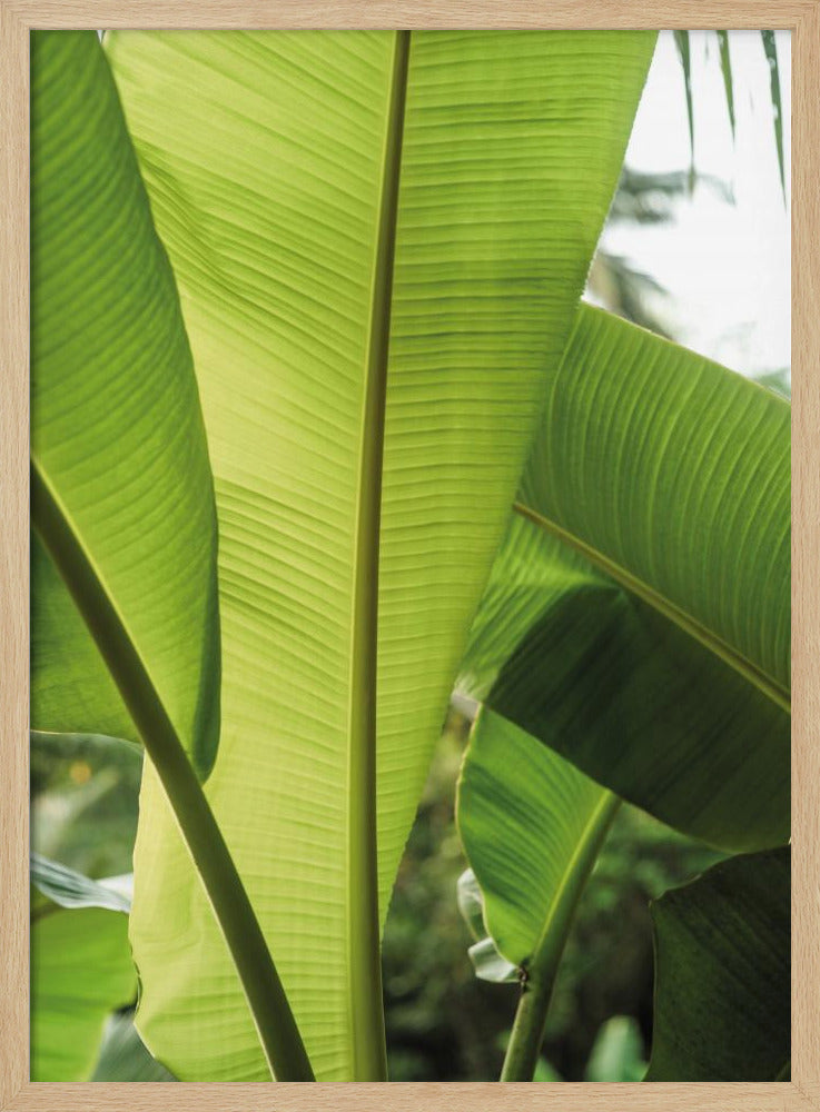 Tropical Banana Leaves | Poster