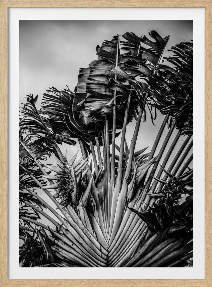 Tropical Dancer | Poster