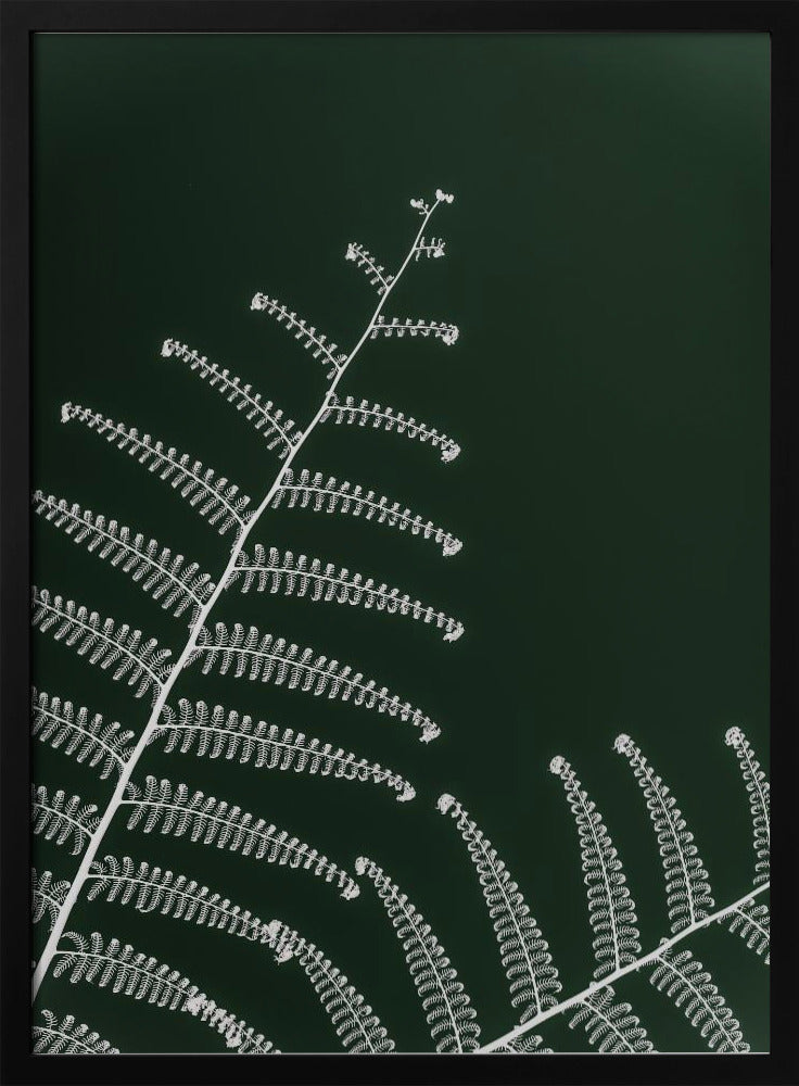 Fern's Gentle Curve | Poster