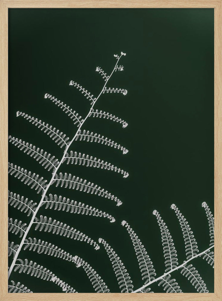 Fern's Gentle Curve | Poster