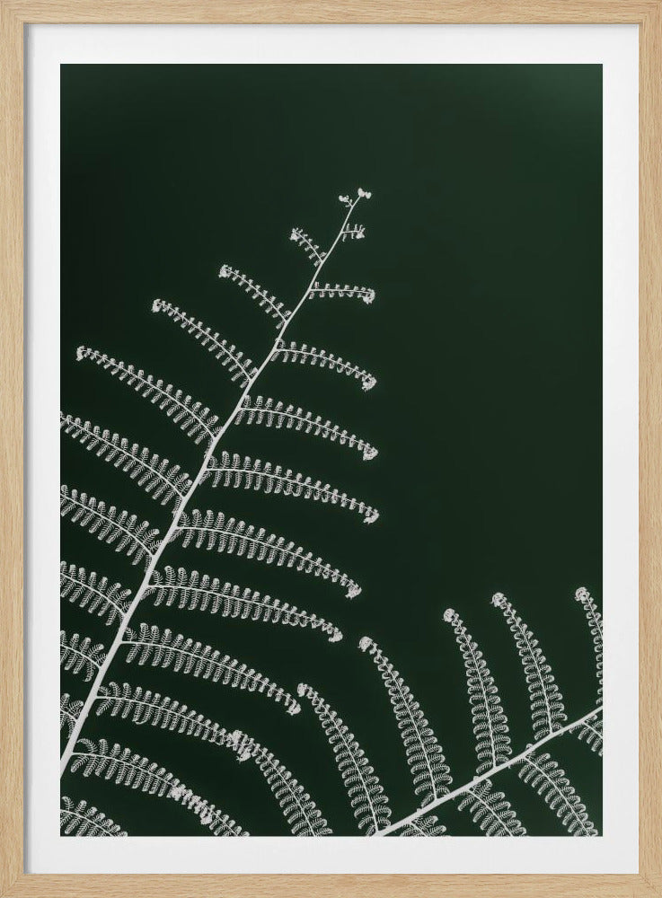 Fern's Gentle Curve | Poster