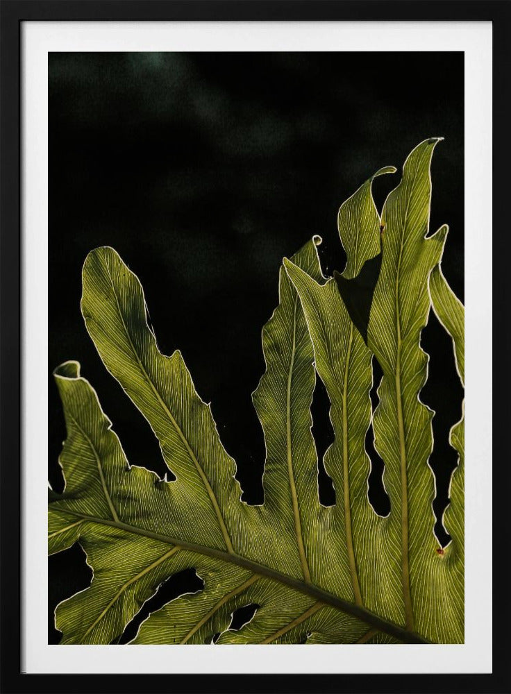 Leafy Silhouette | Poster