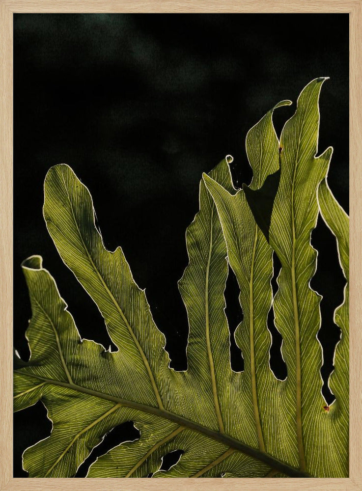 Leafy Silhouette | Poster